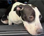 Small American Staffordshire Terrier Mix