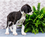 Small #4 Great Dane