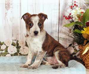 Boston Cattle Dog Puppy for sale in PENNS CREEK, PA, USA