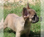 Small Photo #10 French Bulldog Puppy For Sale in WINNSBORO, TX, USA