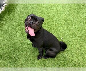 Pug Dogs for adoption in Orange, CA, USA