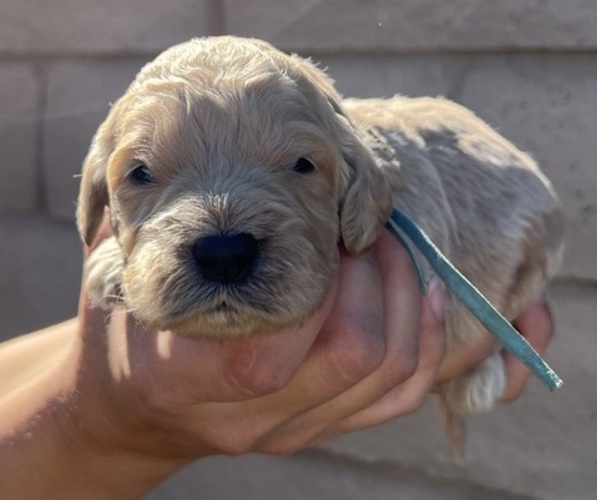 Medium Photo #6 Goldendoodle Puppy For Sale in PHOENIX, AZ, USA