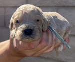 Small Photo #33 Goldendoodle Puppy For Sale in PHOENIX, AZ, USA