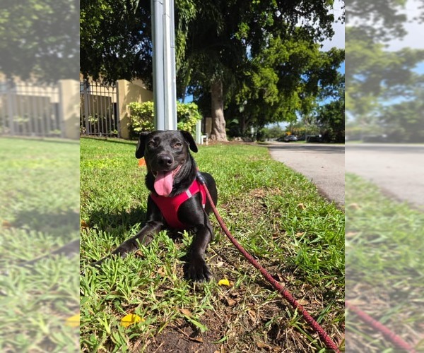 Medium Photo #3 Labrador Retriever-Unknown Mix Puppy For Sale in Pompano Beach , FL, USA