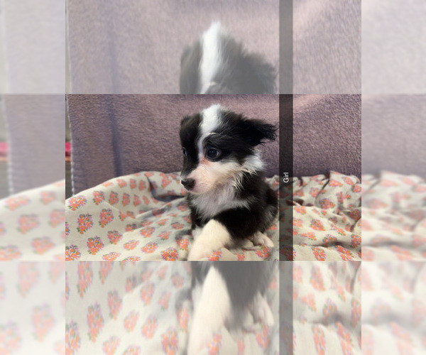 Medium Photo #3 Australian Shepherd Puppy For Sale in JAY, OK, USA
