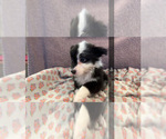 Small #2 Australian Shepherd