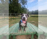 Small #12 American Staffordshire Terrier