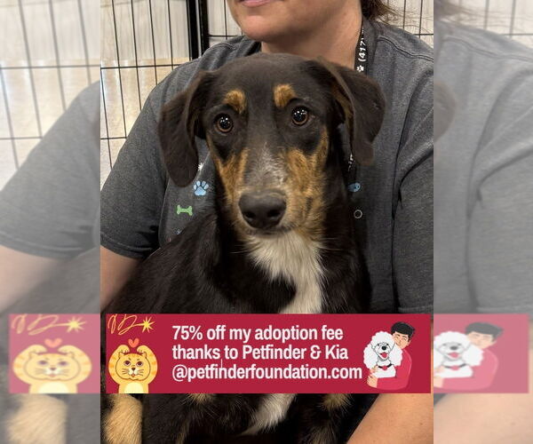 Medium Photo #12 Border Collie-Unknown Mix Puppy For Sale in Bolivar, MO, USA