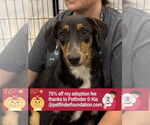 Small #11 Border Collie Mix