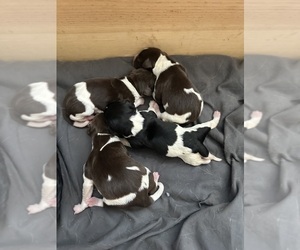 Brittany-German Shorthaired Pointer Mix Puppy for sale in PLACERVILLE, CA, USA