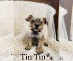 Small Photo #6 Schnauzer (Miniature) Puppy For Sale in COOKEVILLE, TN, USA