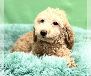 Poodle (Miniature) Dog for Adoption in DUNDEE, Ohio USA