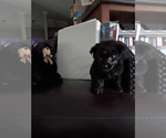 Small Labrador Retriever