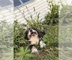 Small #2 Australian Shepherd