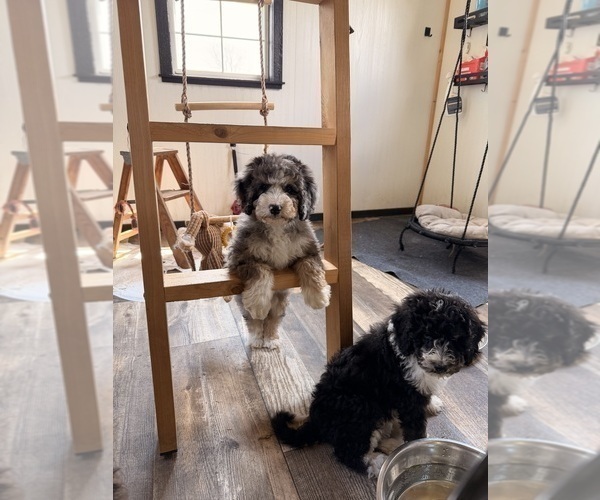 Medium Photo #5 Bernedoodle Puppy For Sale in CENTURIA, WI, USA