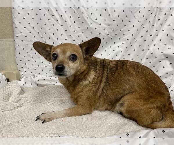 Medium Photo #1 Chihuahua Puppy For Sale in Modesto, CA, USA