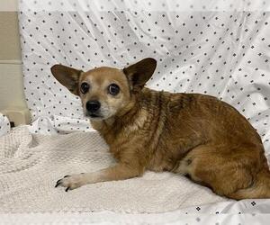 Chihuahua Dogs for adoption in Modesto, CA, USA