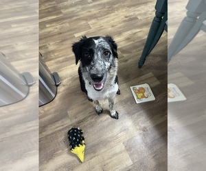 Border Collie-Mutt Mix Puppy for sale in EVERETT, WA, USA