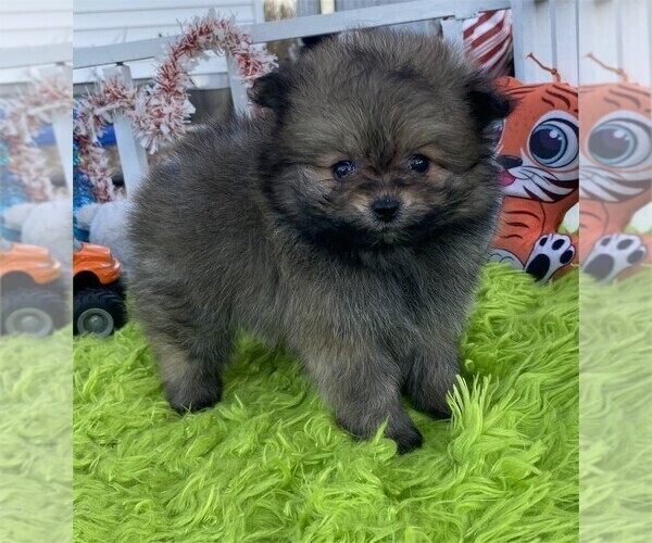 Medium Photo #10 Pomeranian Puppy For Sale in CORAL GABLES, FL, USA