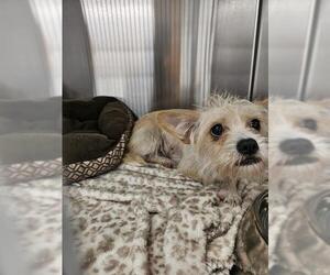 Welsh Terrier Dogs for adoption in Fort Lauderdale, FL, USA