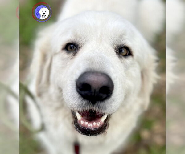 Medium Photo #3 Great Pyrenees Puppy For Sale in Spring, TX, USA