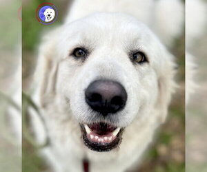 Mora - Female Great Pyrenees Dog for Adoption - Photo #3