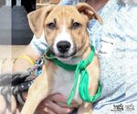 Small Photo #6 Labrador Retriever-Unknown Mix Puppy For Sale in Washington, DC, USA