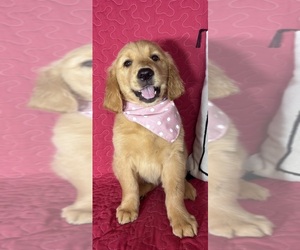 Golden Retriever Puppy for sale in GREENFIELD, IN, USA
