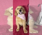 Small Golden Retriever