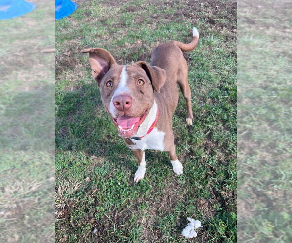 Medium Photo #4 American Staffordshire Terrier-Unknown Mix Puppy For Sale in Pierceton , IN, USA