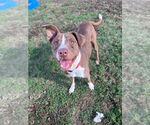 Small #3 American Staffordshire Terrier Mix
