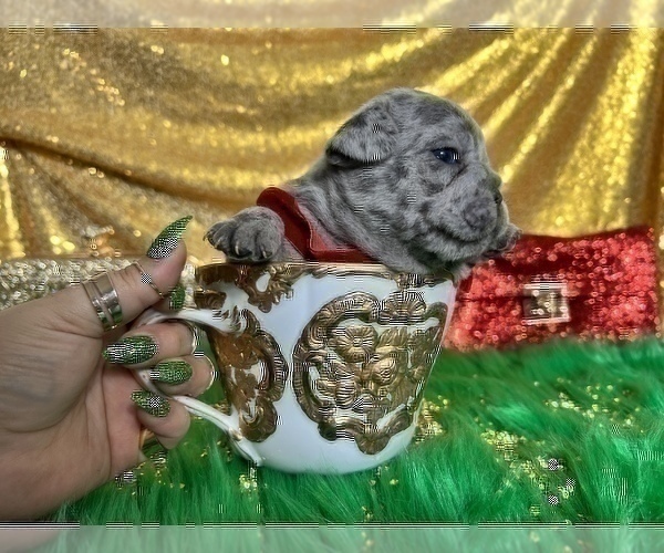 Medium Photo #50 French Bulldog Puppy For Sale in HAYWARD, CA, USA