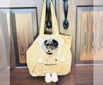 Small #8 Maltese