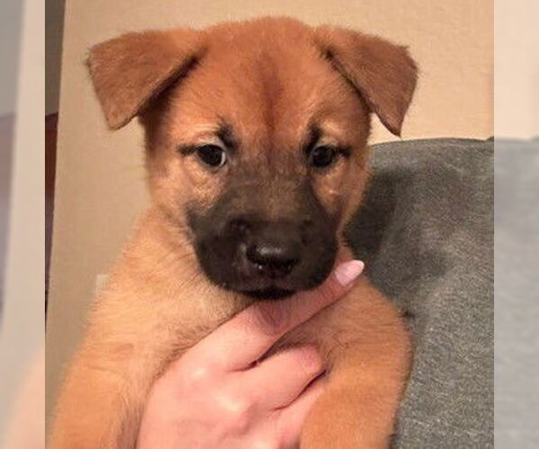 Medium Photo #1 Chow Chow Puppy For Sale in San Antonio, TX, USA
