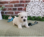 Small #2 West Highland White Terrier