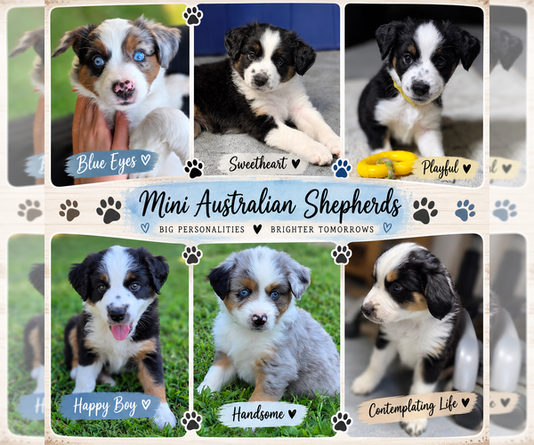 Medium Photo #1 Miniature Australian Shepherd Puppy For Sale in ATHENS, IL, USA