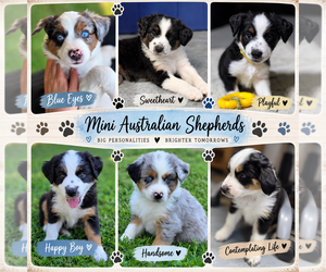 Miniature Australian Shepherd Puppy for sale in ATHENS, IL, USA