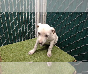 Mutt Dogs for adoption in Downey, CA, USA