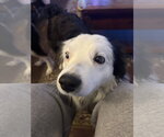 Small #5 Australian Shepherd