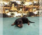 Small #1 Dachshund