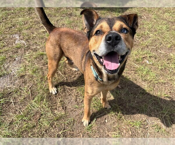 Medium Photo #3 Black Mouth Cur-Unknown Mix Puppy For Sale in Ocala, FL, USA