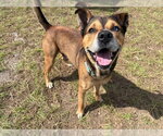 Small #2 Black Mouth Cur Mix