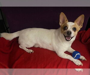 Jack Chi Dogs for adoption in San Francisco, CA, USA