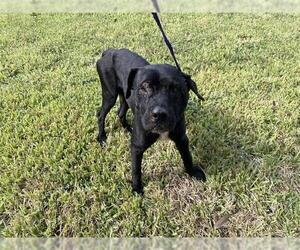 American Pit Bull Terrier Dogs for adoption in Houston, TX, USA