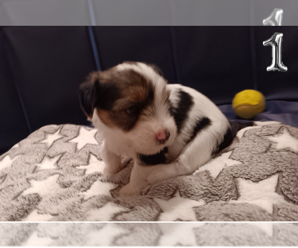 Medium Photo #4 Biewer Yorkie Puppy For Sale in GRANBURY, TX, USA