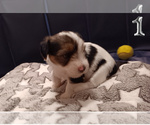Small #3 Biewer Yorkie