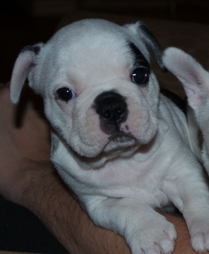 Medium Photo #13 French Bulldog Puppy For Sale in GAINESVILLE, GA, USA