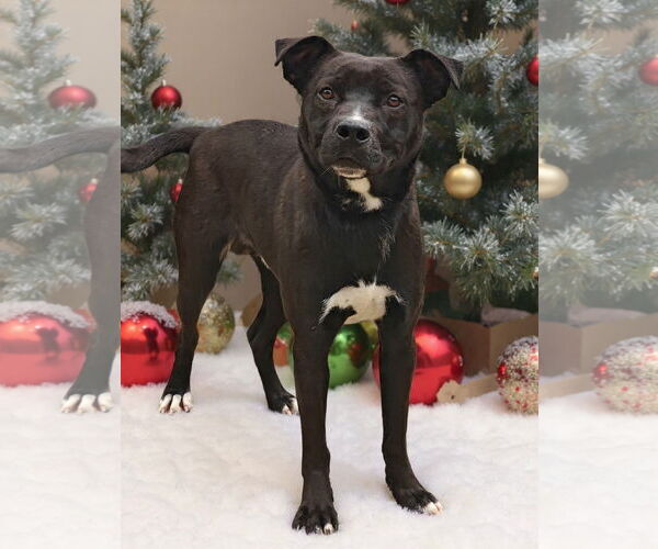 Medium Photo #7 Mutt Puppy For Sale in Talladega, AL, USA