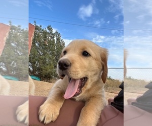 Golden Labrador Puppy for sale in HESPERIA, CA, USA
