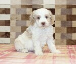 Small #3 Bernedoodle (Miniature)